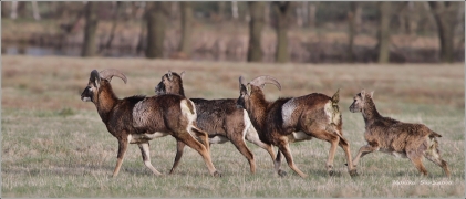 <p>MUFLON (Ovis musimon) Šluknovsko - Valdek /Mouflon - Mufflon/ </p>